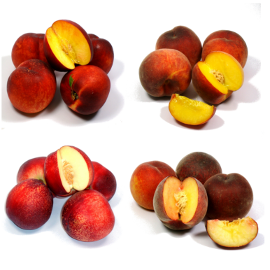La pêche et la nectarine