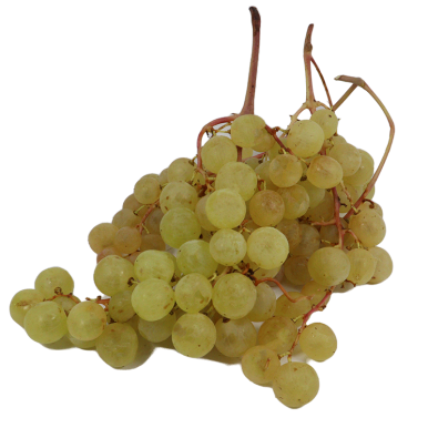Raisin Danlas