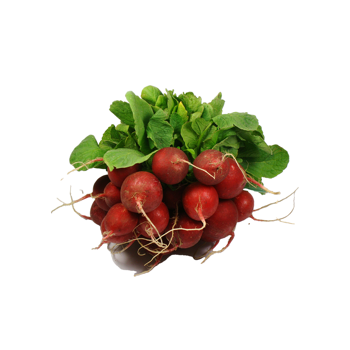 Radis rond rouge - Un Gout d'ici Radis rond rouge - Un Gout d'ici