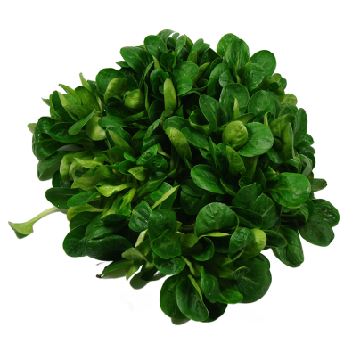 Mache à feuilles longues - Un Gout d'ici