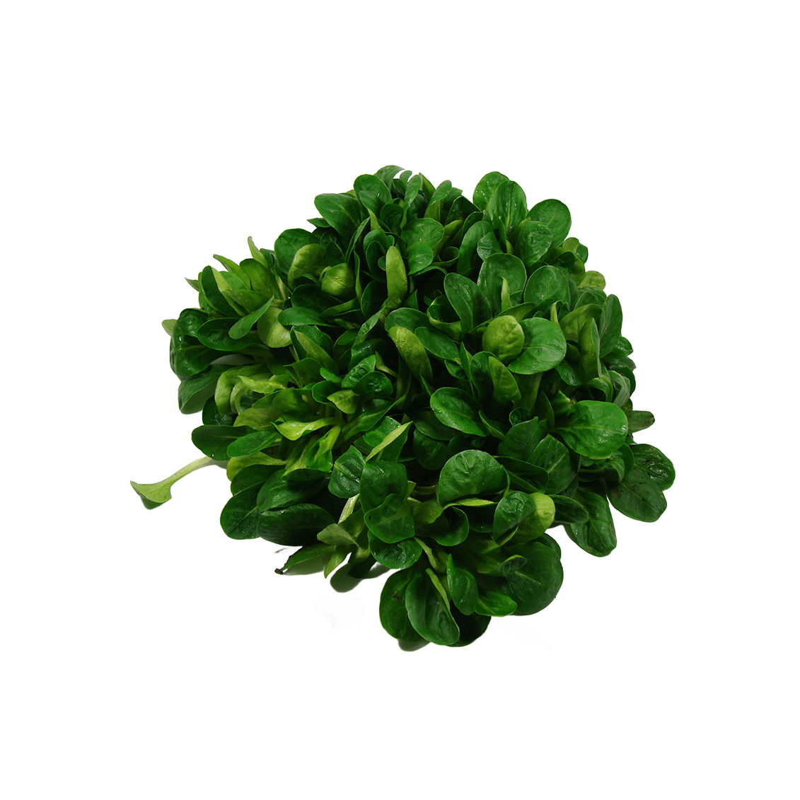 Mache à feuilles longues - Un Gout d'ici