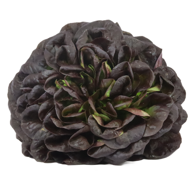 Salade mille feuilles lisse rouge - Un Gout d'ici