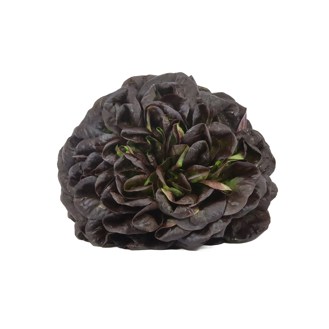 Salade mille feuilles lisse rouge - Un Gout d'ici