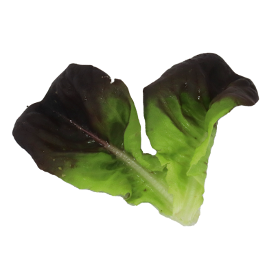 Salade mille feuilles lisse rouge - Un Gout d'ici