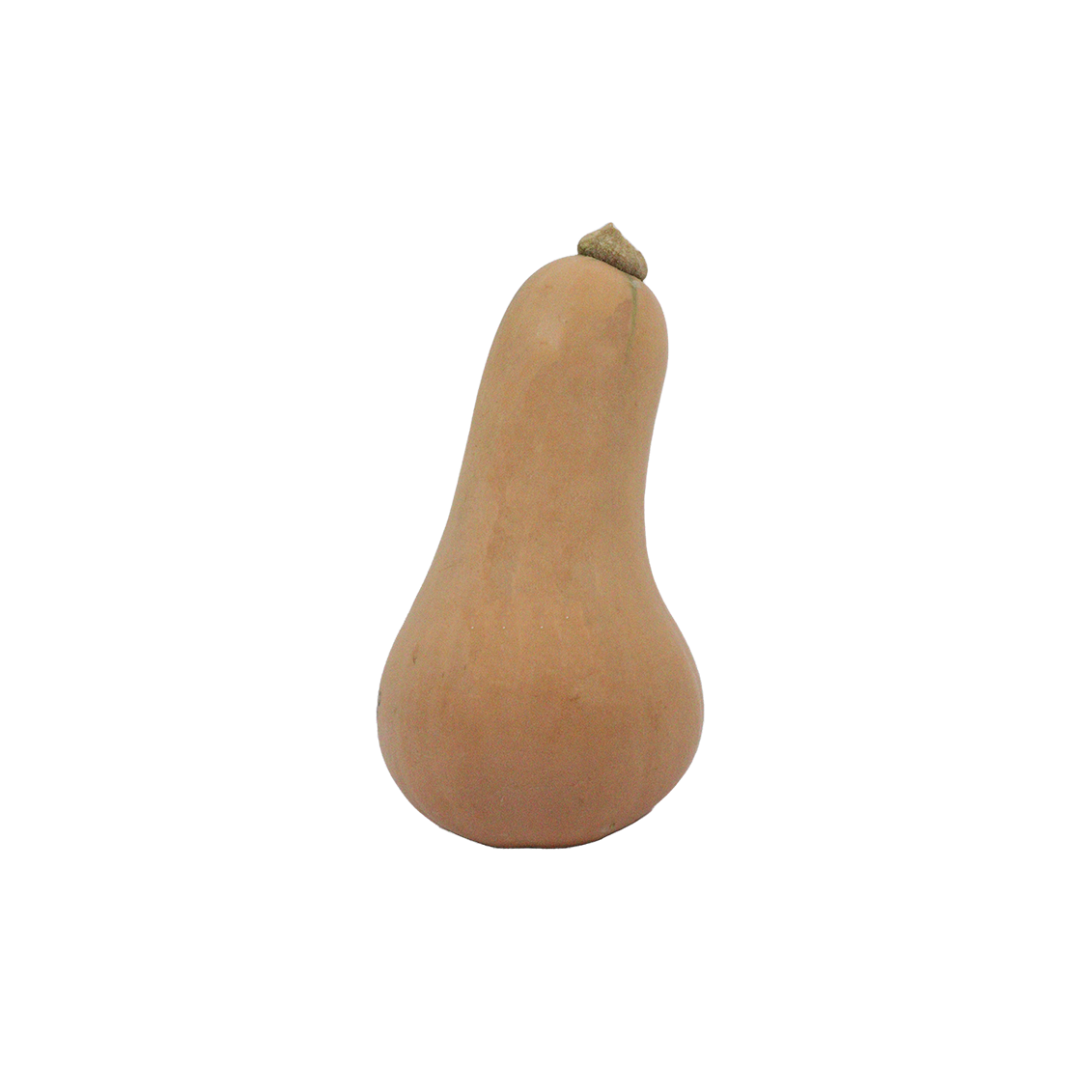 Butternut petit calibre (certifié AB)