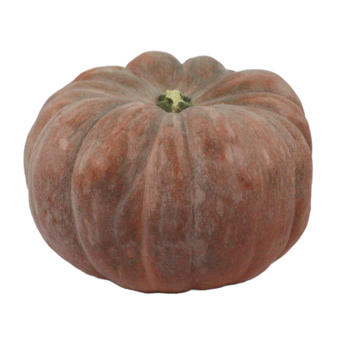 Citrouille petite - Un Gout d'ici