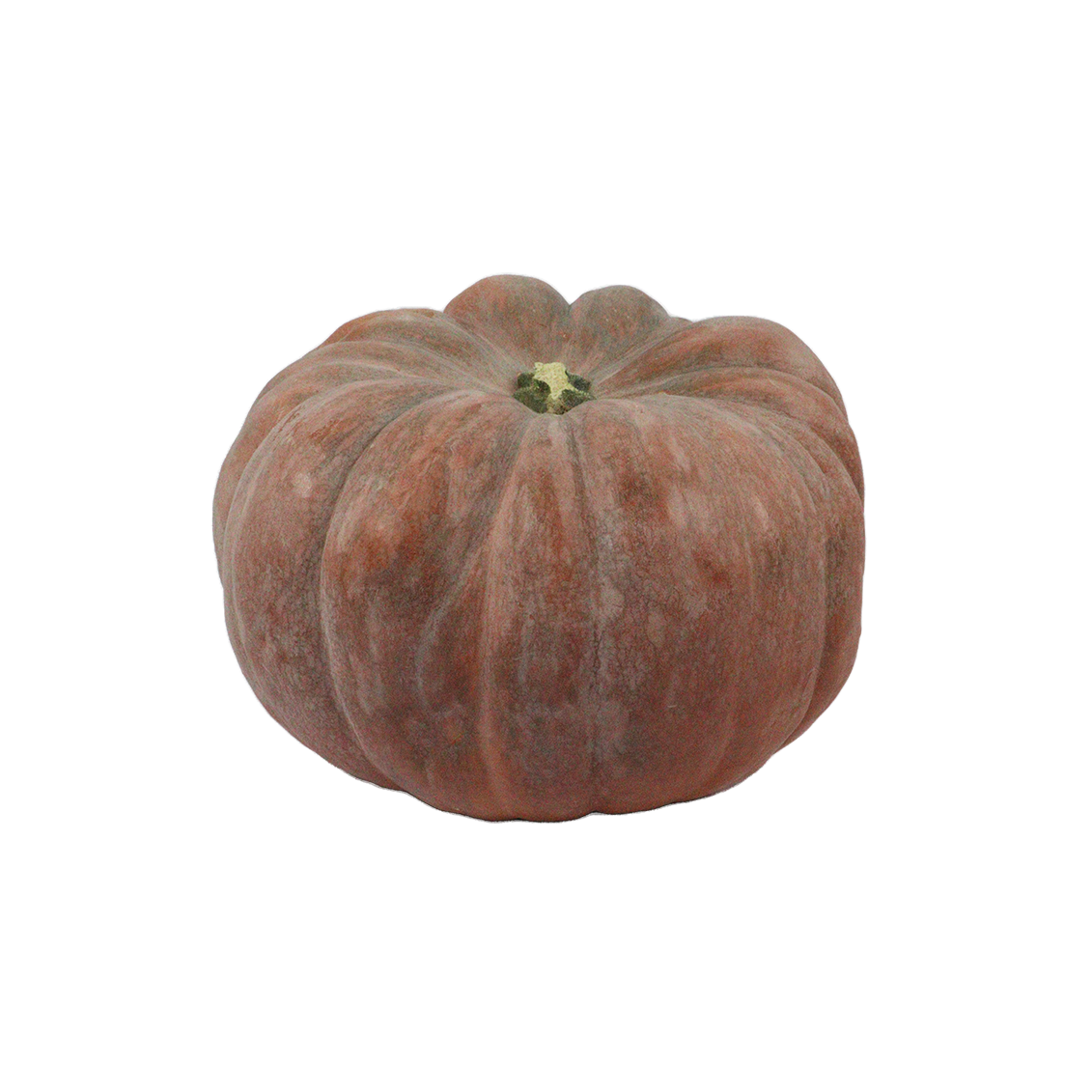 Citrouille petite - Un Gout d'ici