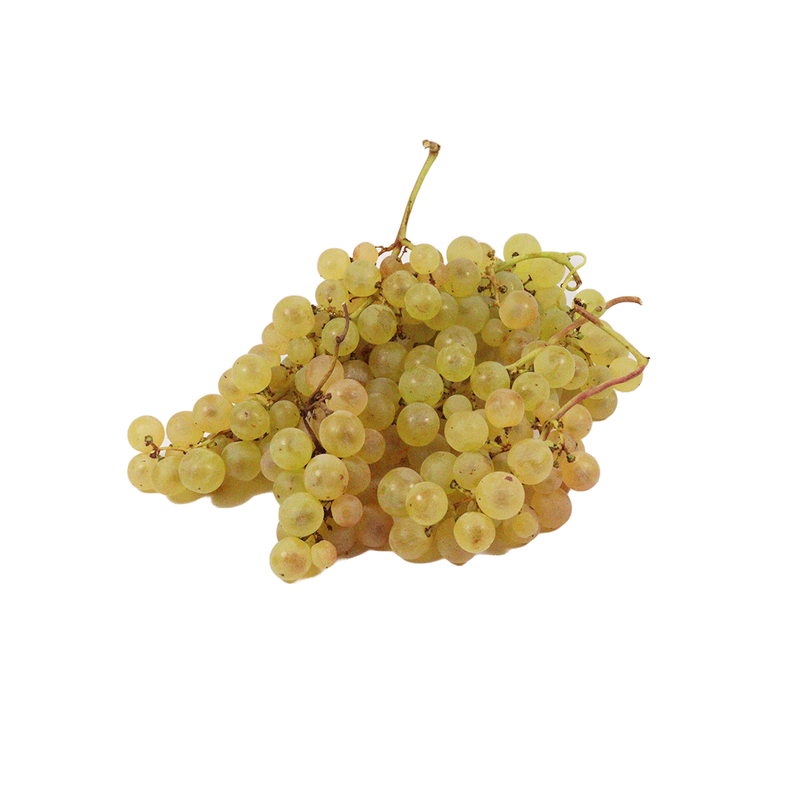 Raisin chasselas (certifié AB)