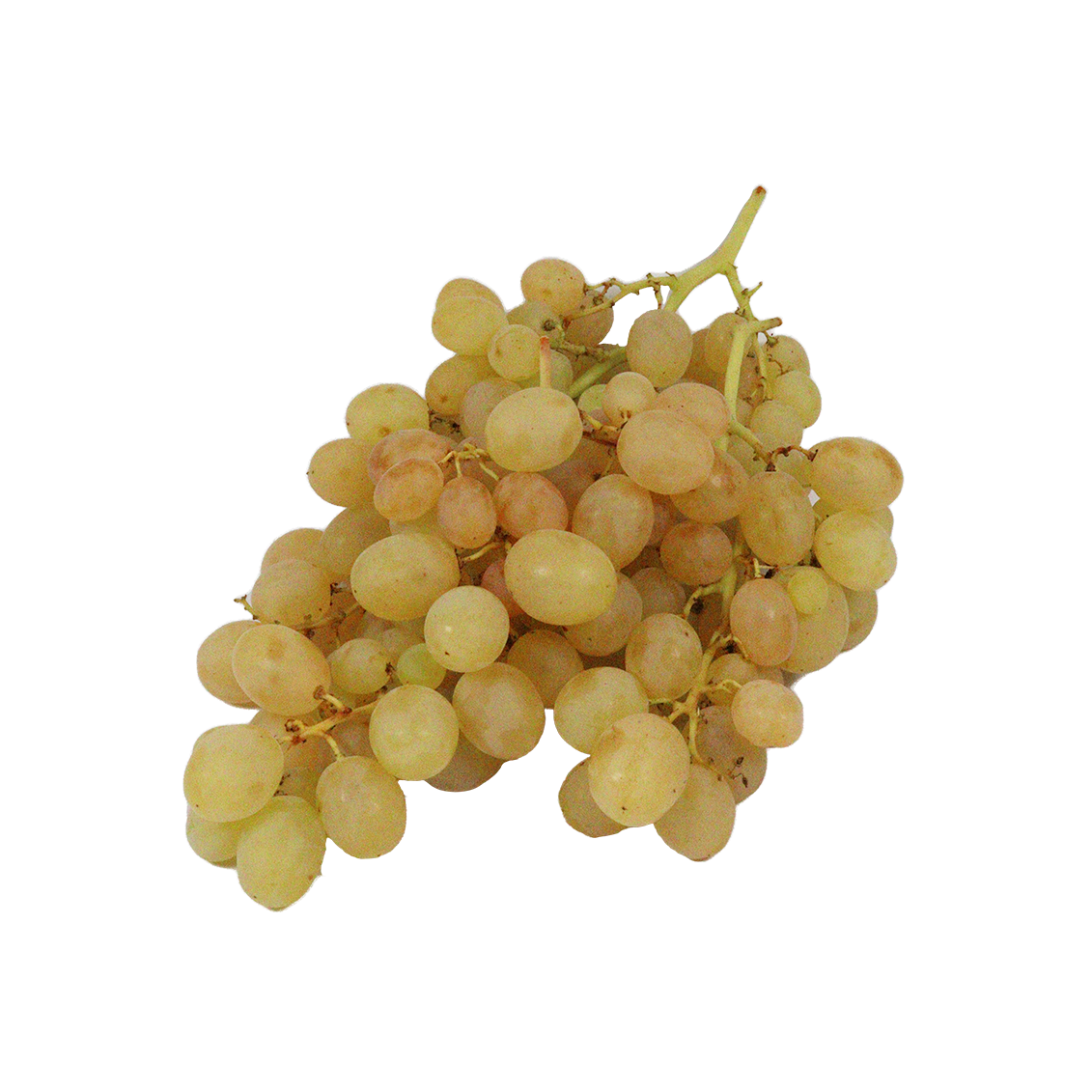 Raisin Ideal