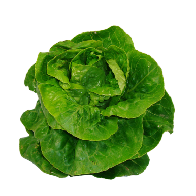 Sucrines vertes - Un Gout d'ici