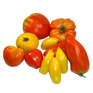 Tomates anciennes variées - Un Gout d'ici