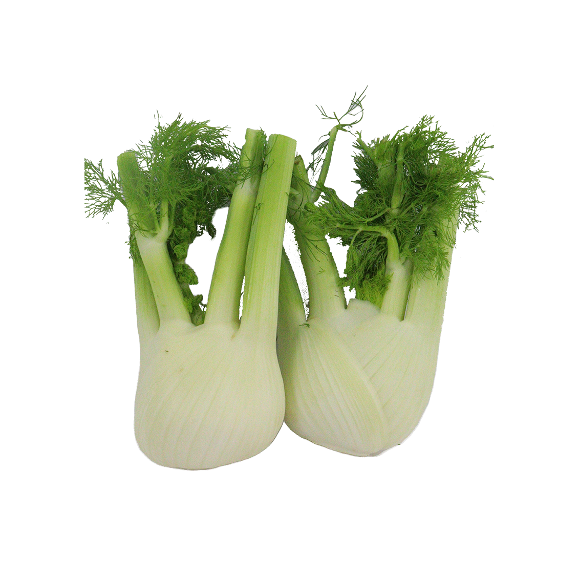 Fenouil (certifié AB)