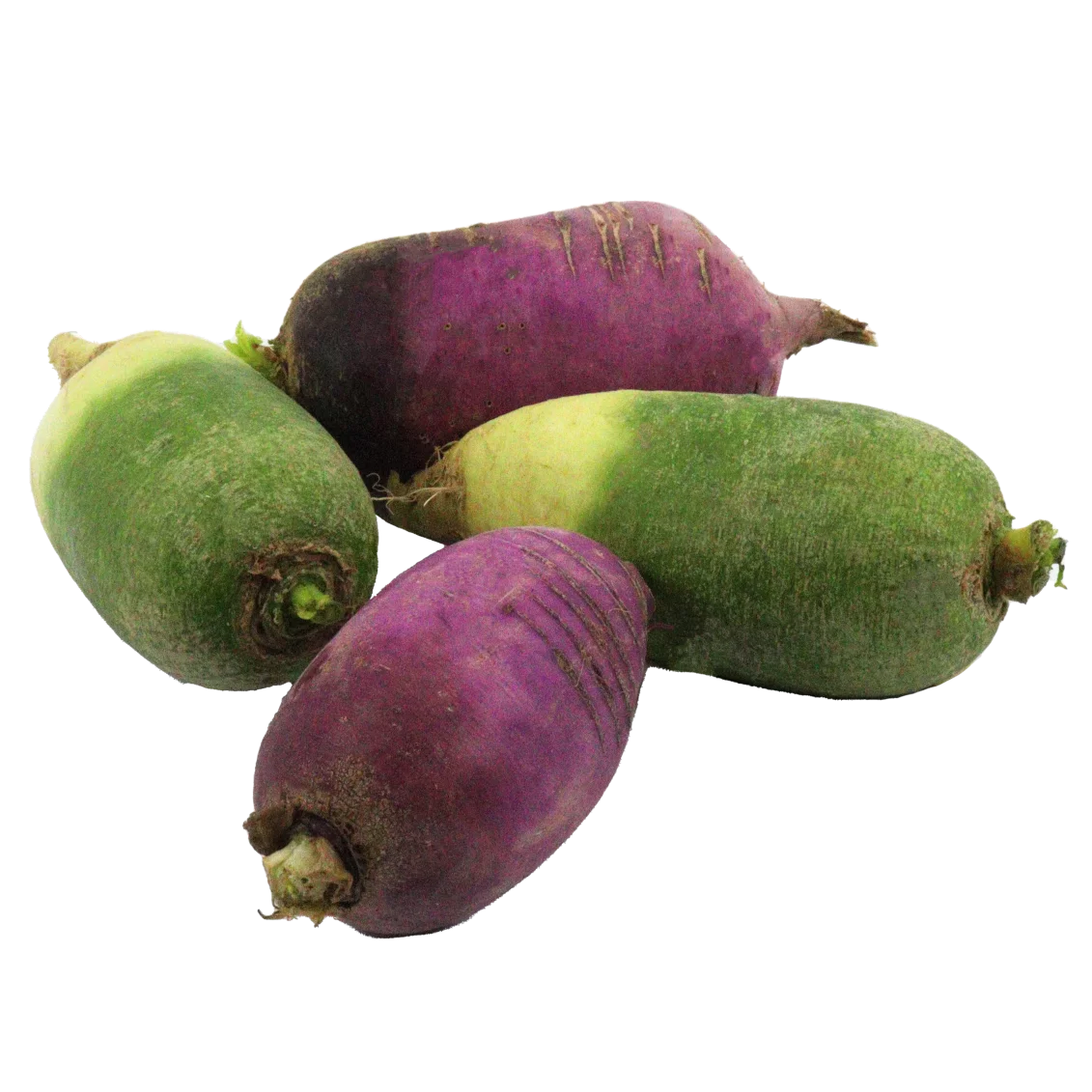 Mélange de radis colorés (certifié AB)