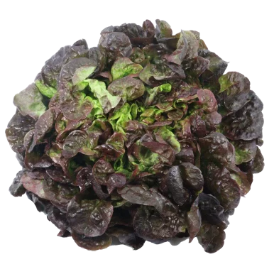 Feuille de chêne rouge - Un Gout d'ici