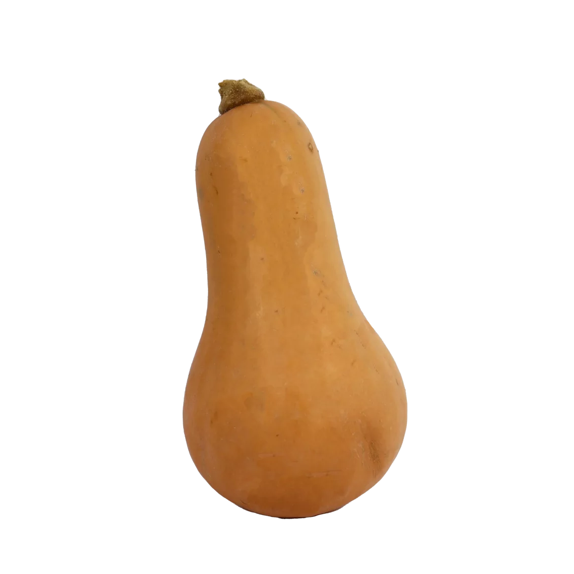 Mini butternut (certifié AB)