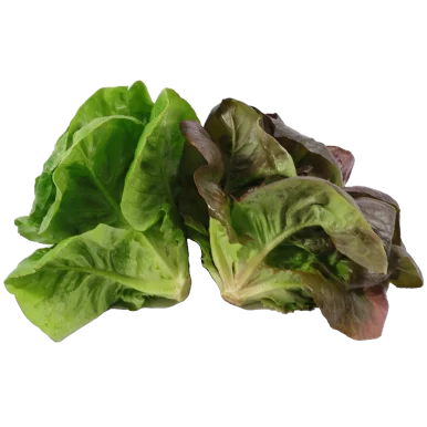 Duo de sucrines - Un Gout d'ici