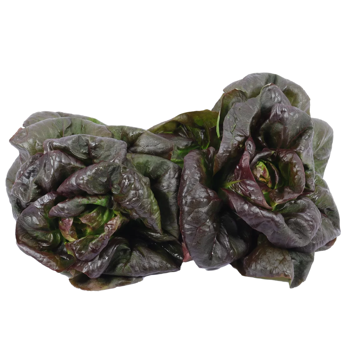 Sucrines rouge - Un Gout d'ici