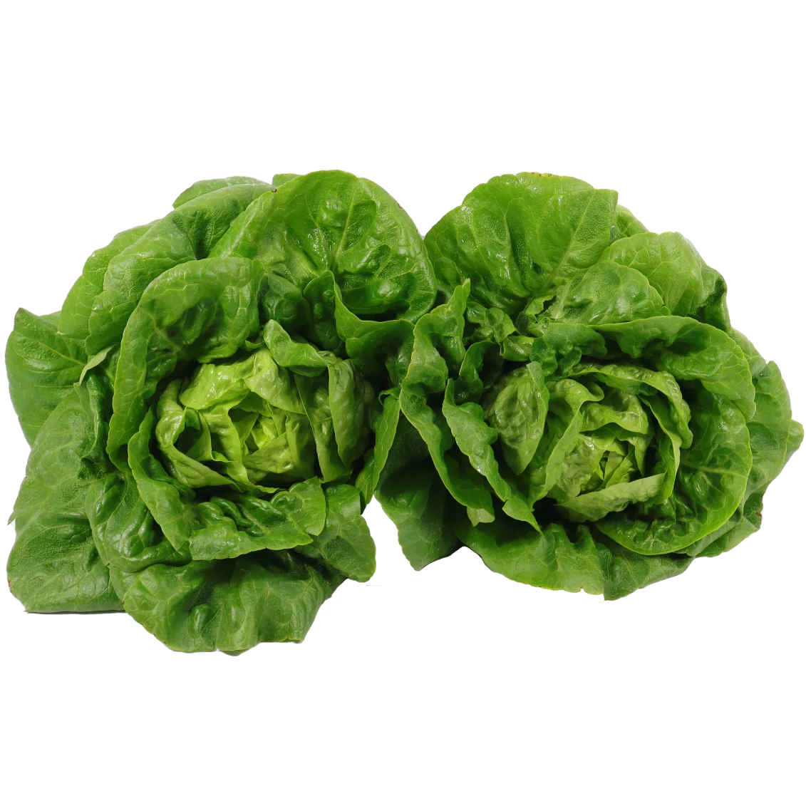 Sucrines vertes - Un Gout d'ici