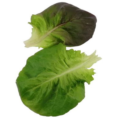 Duo de sucrines - Un Gout d'ici