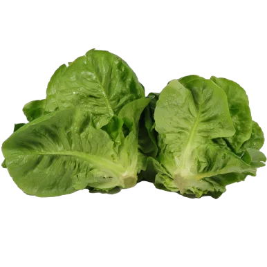 Sucrines vertes - Un Gout d'ici