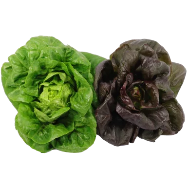 Duo de sucrines - Un Gout d'ici