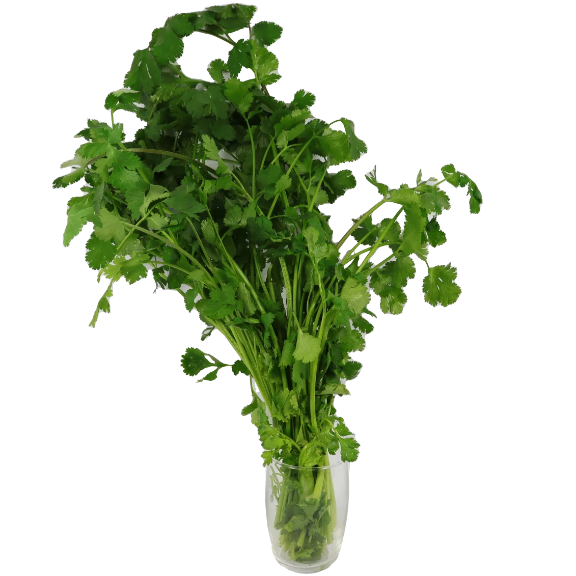 Coriandre - Un Gout d'ici