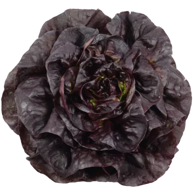 Laitue rouge - Un Gout d'ici