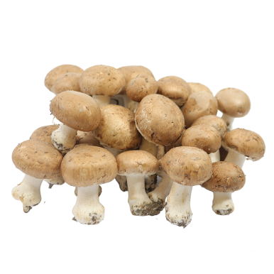Champignon de paris bruns - Un Gout d'ici