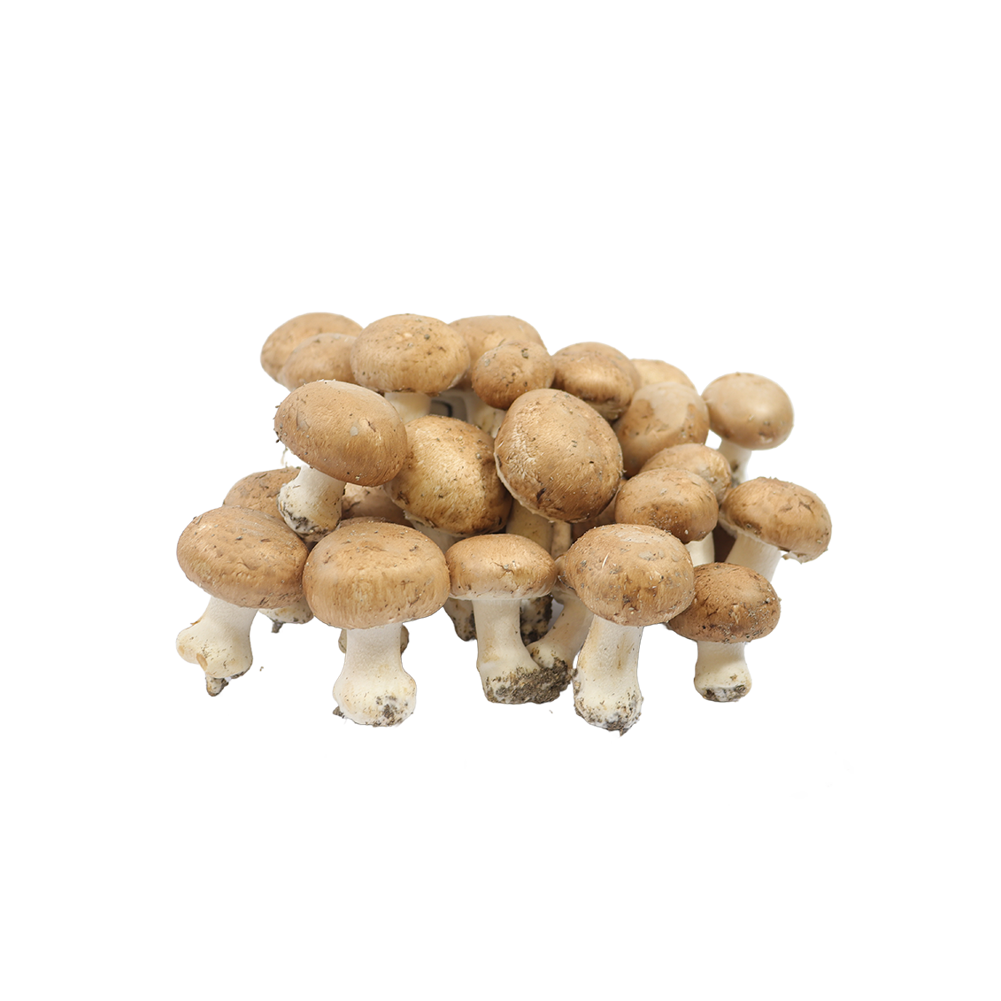 Champignon de paris bruns - Un Gout d'ici