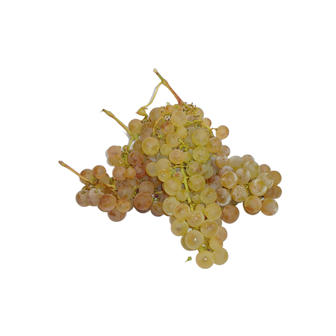 Raisin Chasselas