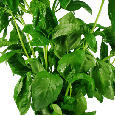 Basilic - Un Gout d'ici