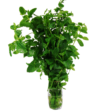 Menthe - Un Gout d'ici