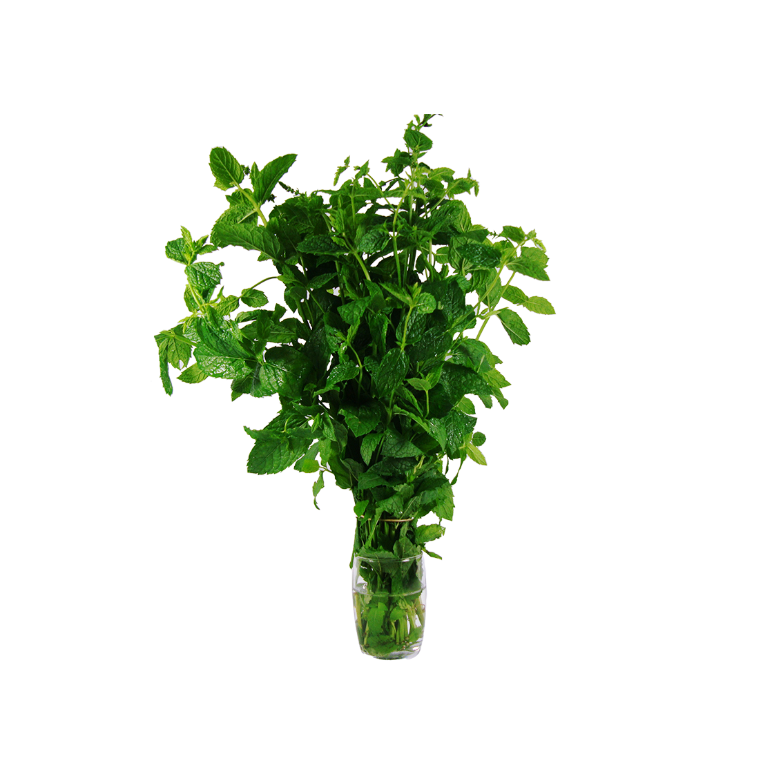 Menthe - Un Gout d'ici