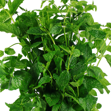 Menthe - Un Gout d'ici