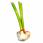 1 Botte d'Ail violet frais