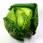 1 Chou Vert