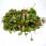 200g de Red Chard
